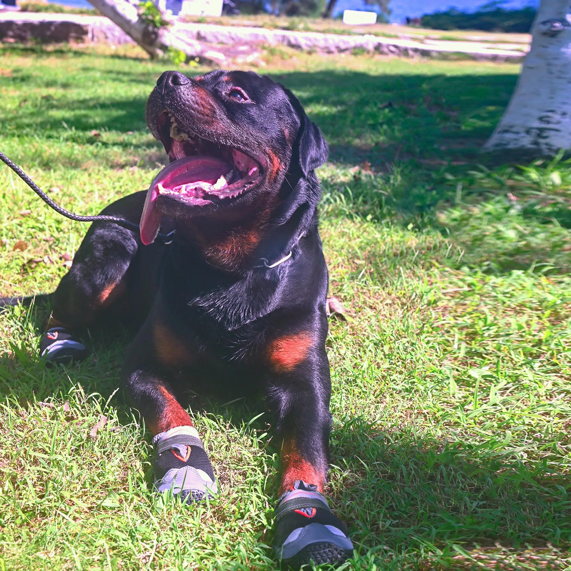 All-Terrain Dog Boots